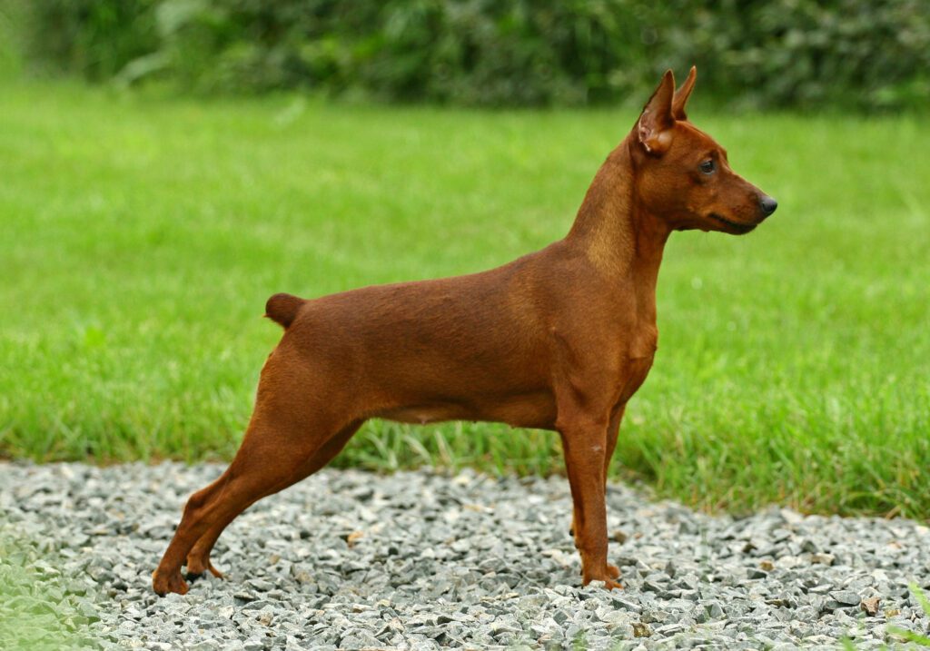 Miniature Pinscher Standing Outside