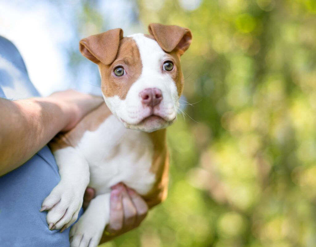 Pocket Pitbull Puppy In The Arms Of Its Owner