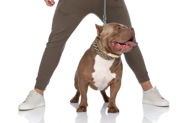 Pocket Pitbull Standing Between Legs