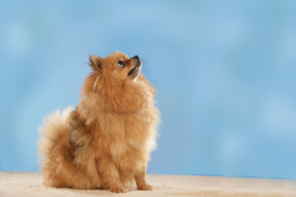 How to Adopt a Pomeranian in California