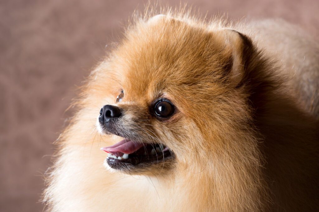 How to Adopt a Pomeranian in Kentucky