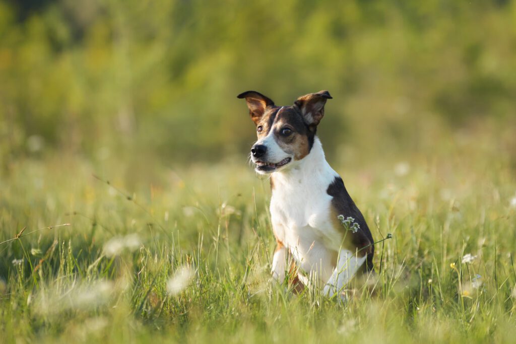 How to Adopt a Rat Terrier in Minnesota