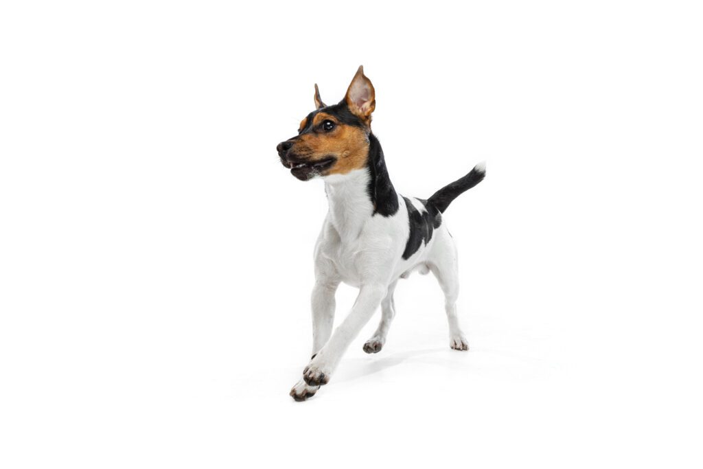 How to Adopt a Rat Terrier in New York