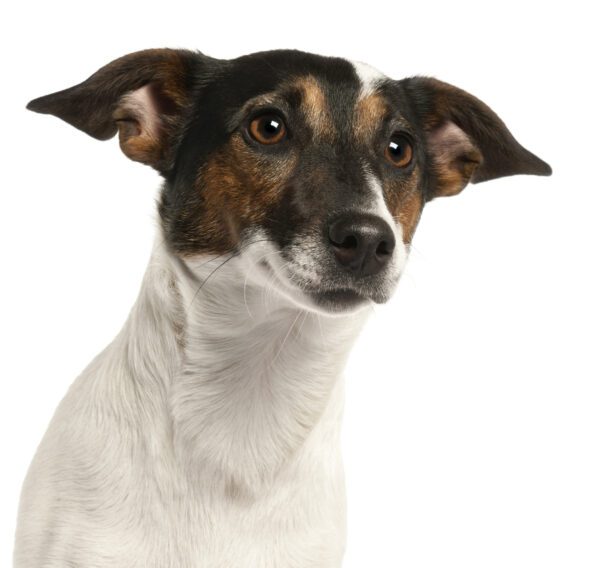 Rat Terrier In Front Of White Background