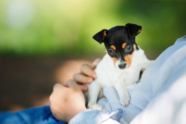 Rat Terrier In The Summer