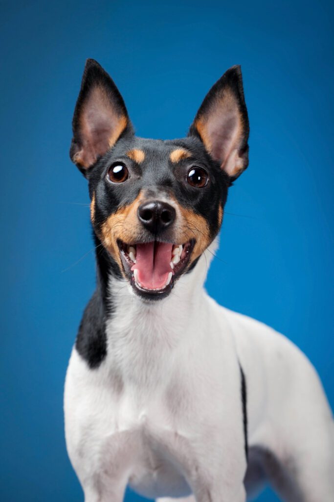 Rat Terrier On A Blue Background