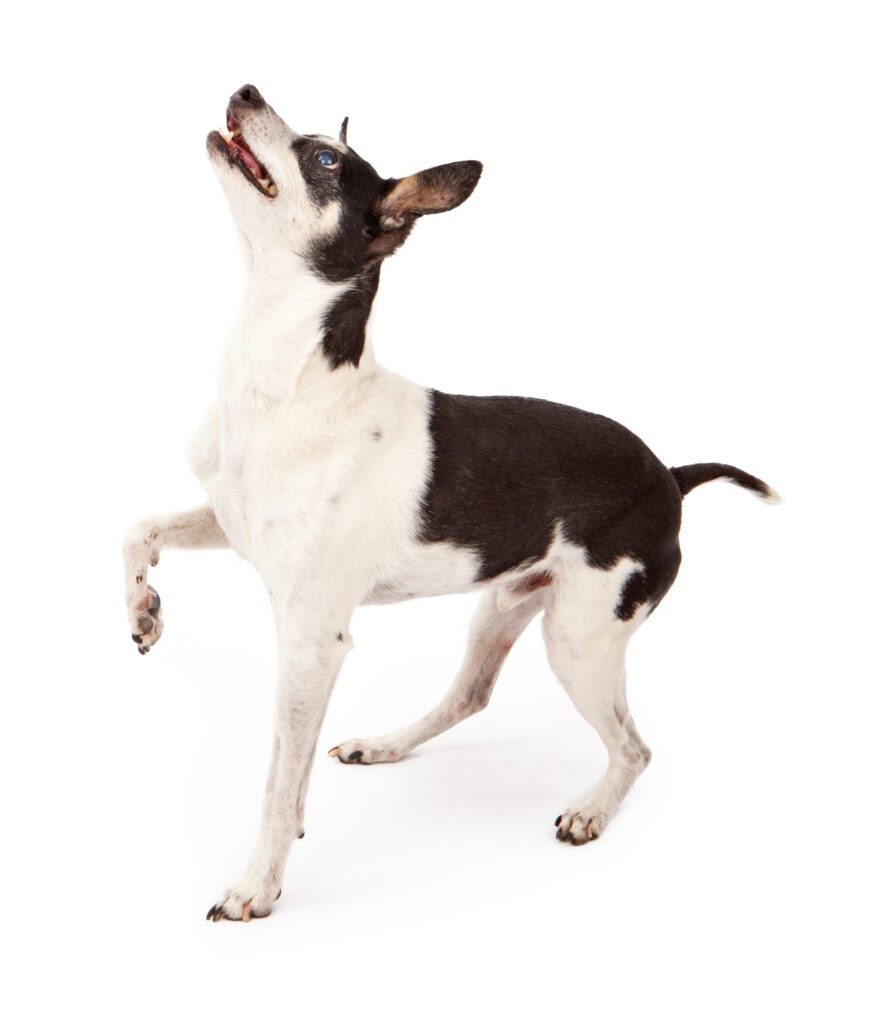 How to Adopt a Rat Terrier in South Dakota