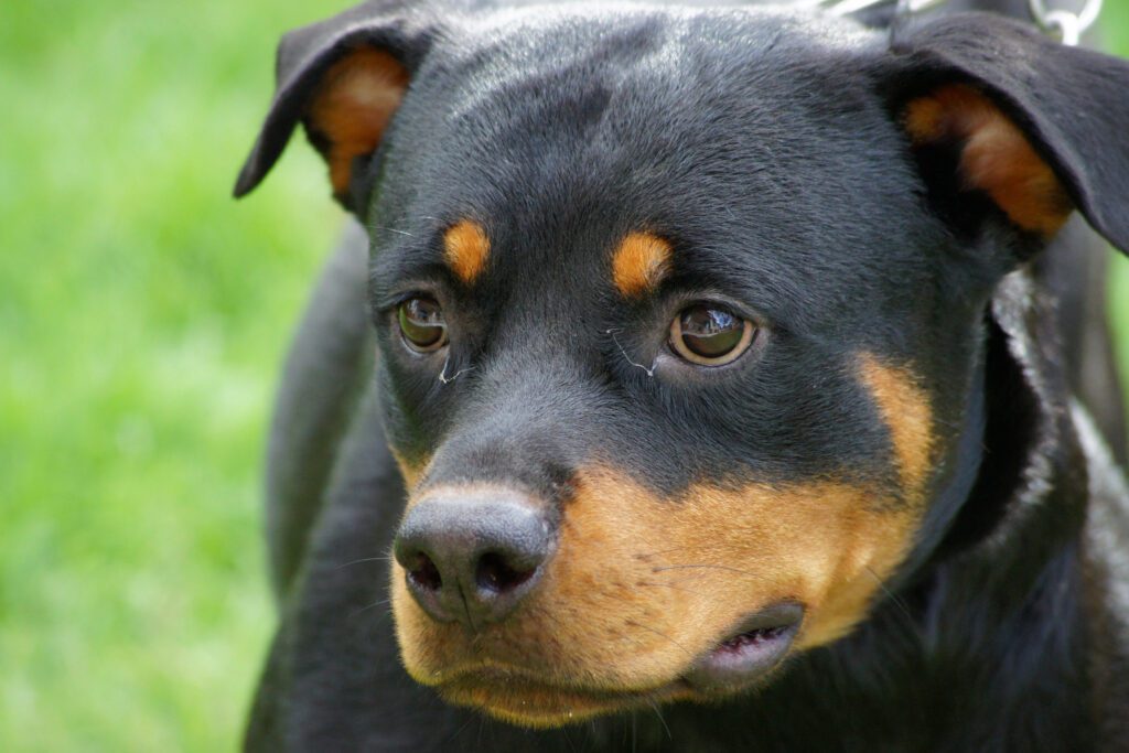 How to Adopt a Rottweiler in Alaska