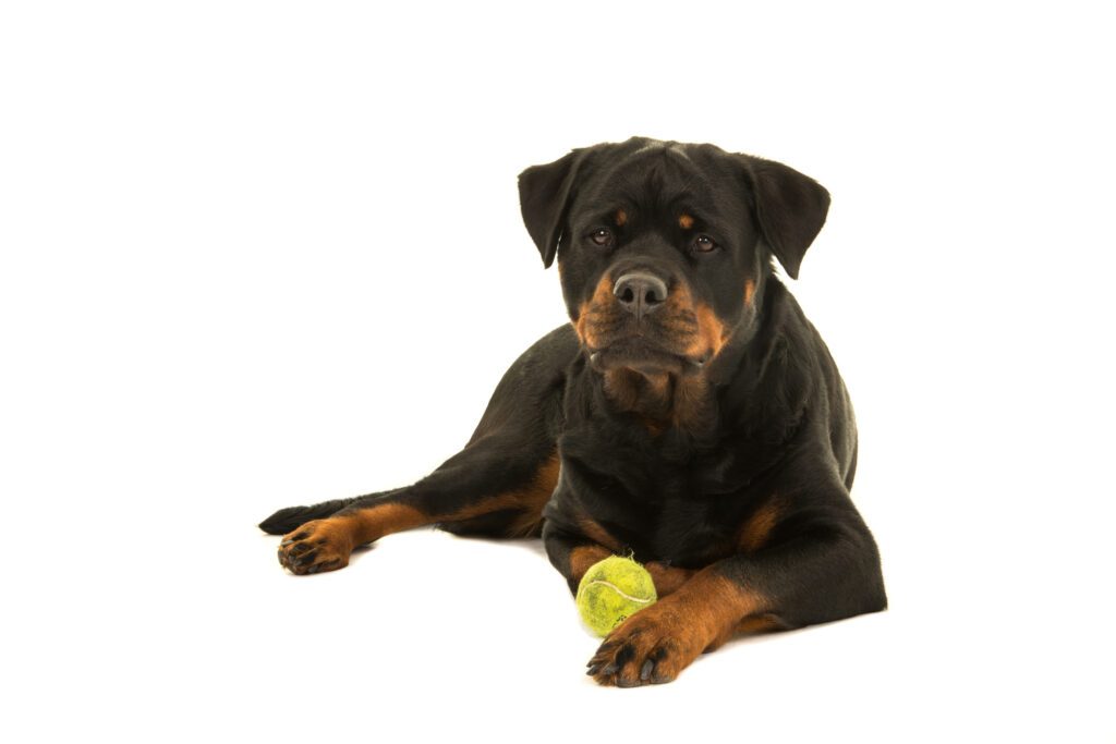 How to Adopt a Rottweiler in New Mexico