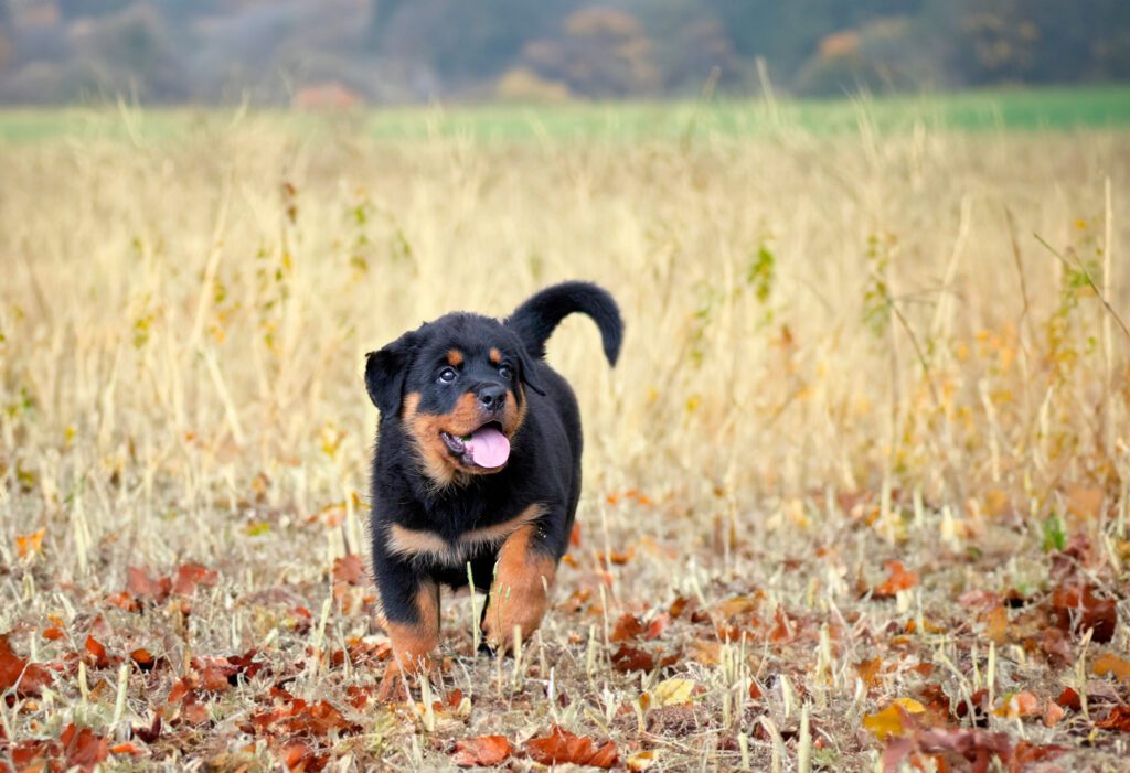 Rottweiler Running In The Nature In Summer