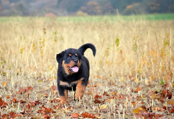Rottweiler Running In The Nature In Summer