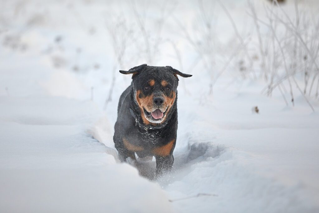 Rottweiler Runs Through The Snow