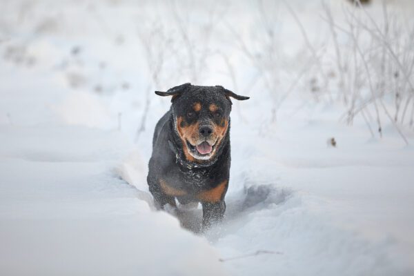 Rottweiler Runs Through The Snow