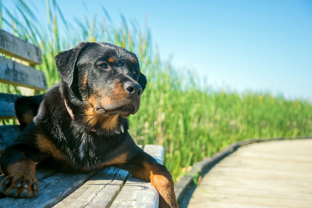 How to Adopt a Rottweiler in New York