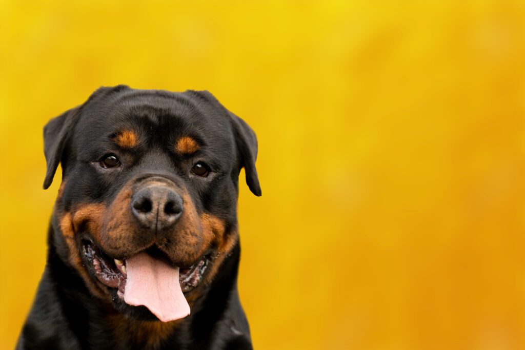 How to Adopt a Rottweiler in California