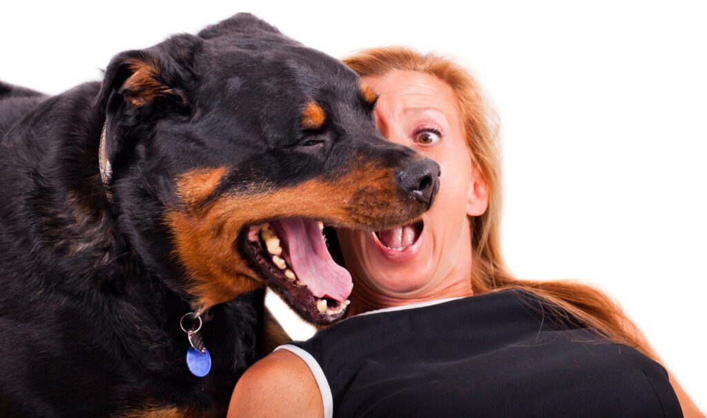 Rottweiler Yawning And Woman Shocked