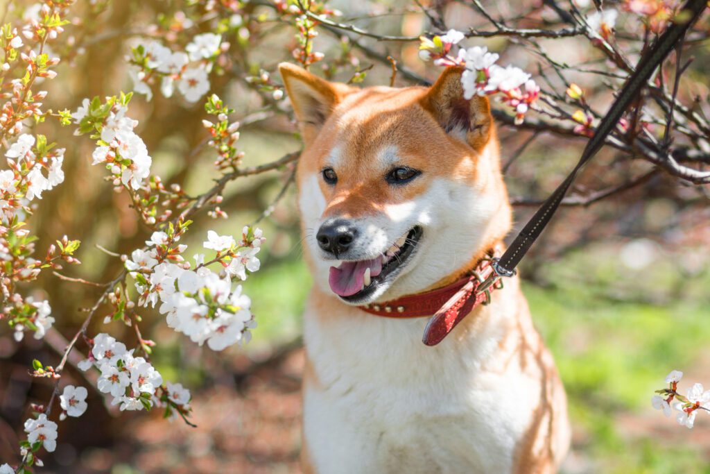 Shiba Inu In Cherry Blossoms Tree