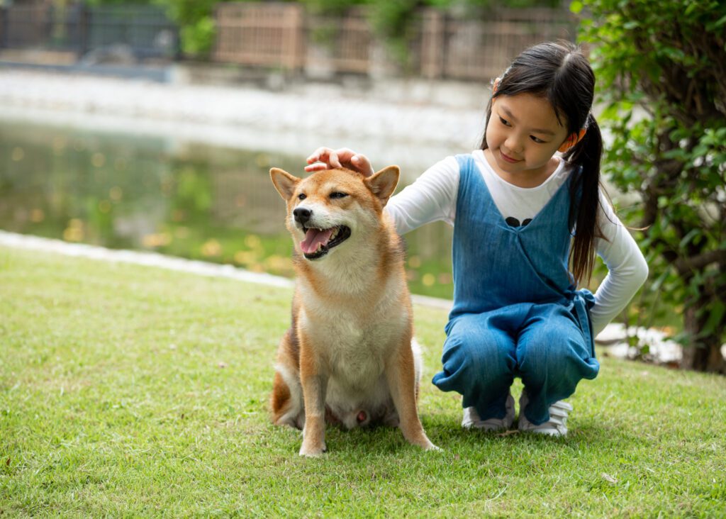 Shiba Inu Sitting With Girl