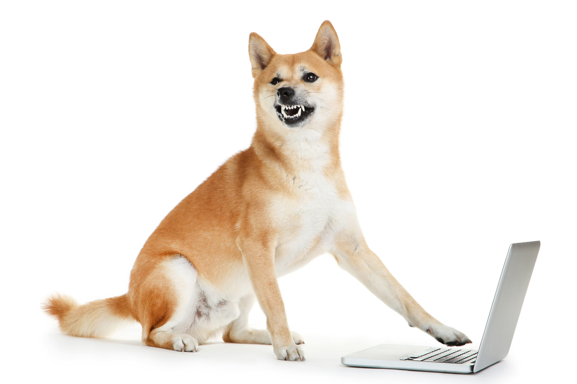 Inud Dog How to Adopt a Shiba Inu in Arkansas - Dog Adoption - Dog Academy