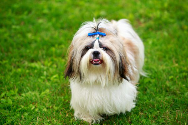 Shih Tzu Is Standing On Green Grass