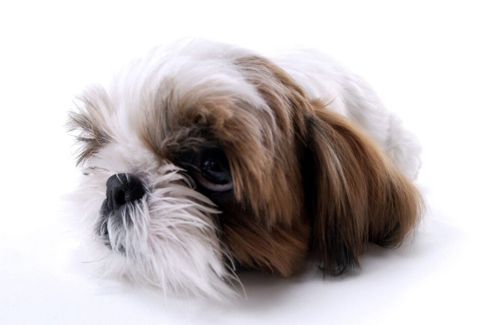 How to Adopt a Shih Tzu in Hawaii