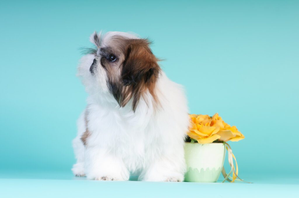Shih Tzu Puppy With Yellow Flower Decor On Blue Background