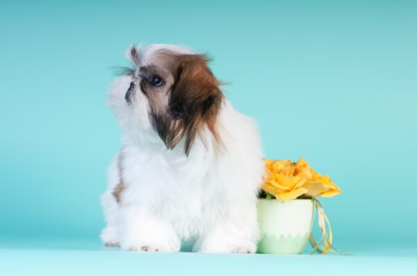 Shih Tzu Puppy With Yellow Flower Decor On Blue Background