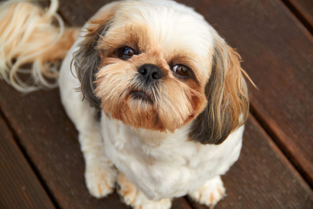 How to Adopt a Shih Tzu in California