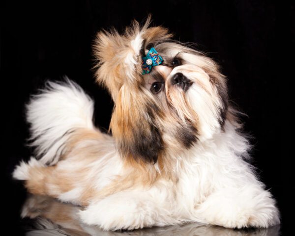 Shih Tzu Tilting Head