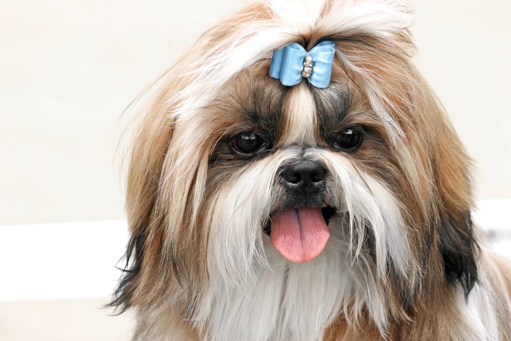 How to Adopt a Shih Tzu in New York