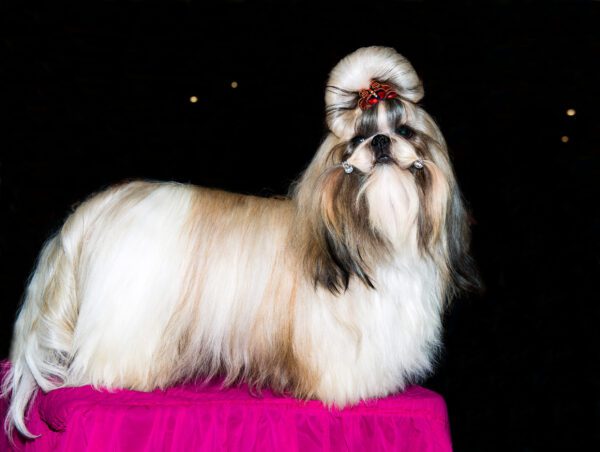 Shih Tzu With Crown