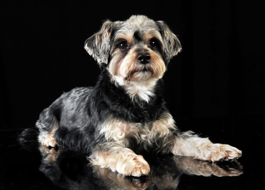 How to Adopt a Shorkie in California