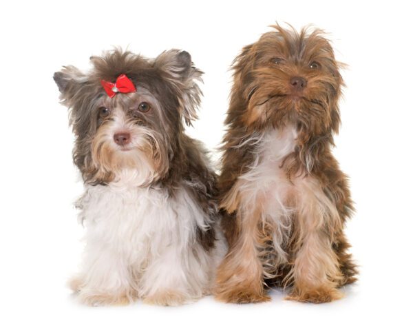 Shorkie Puppies Posing For A Photo