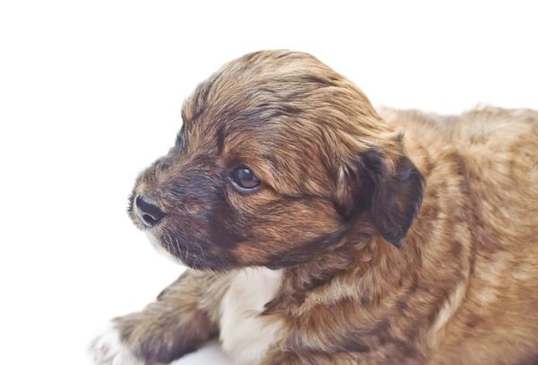 Shorkie Puppy Laying Down