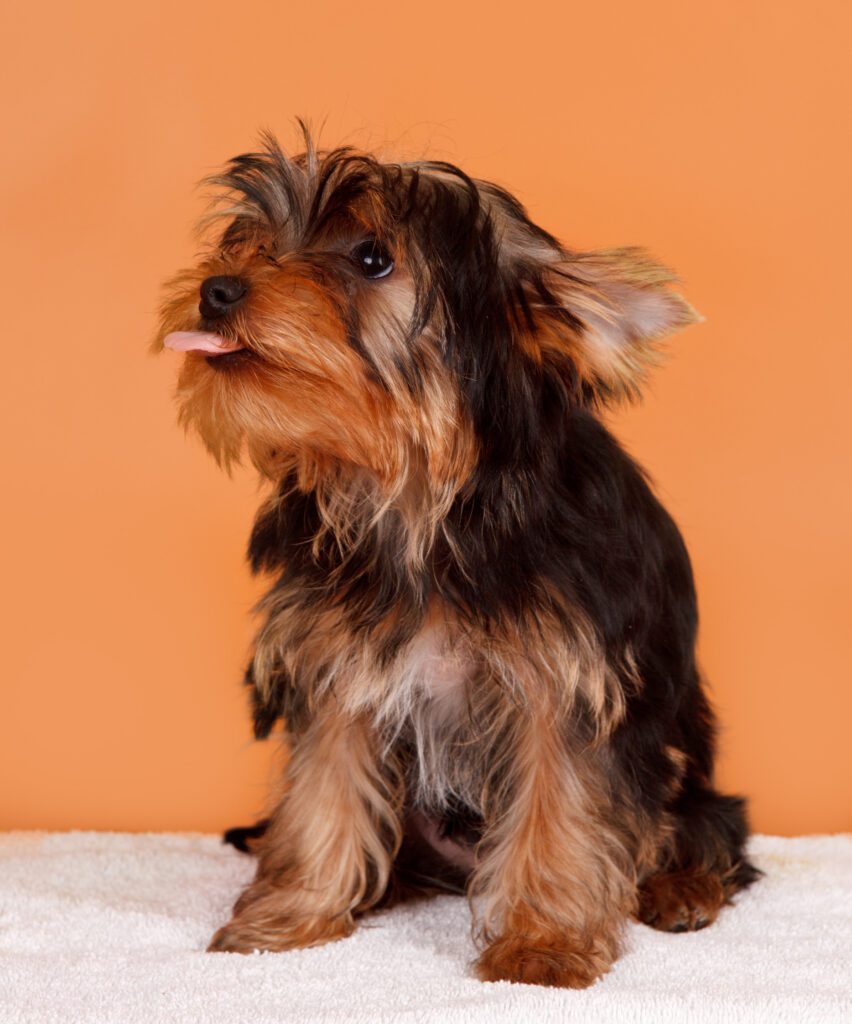 How to Adopt a Shorkie in Mississippi