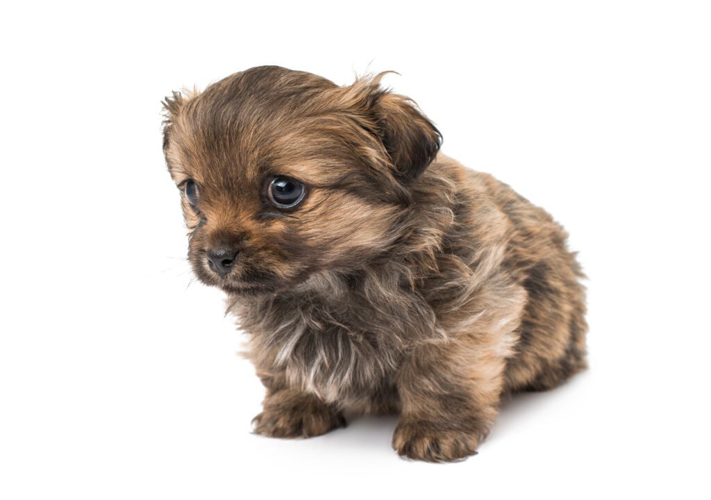 How to Adopt a Shorkie in New York