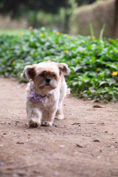 Shorkie Walking On A Road
