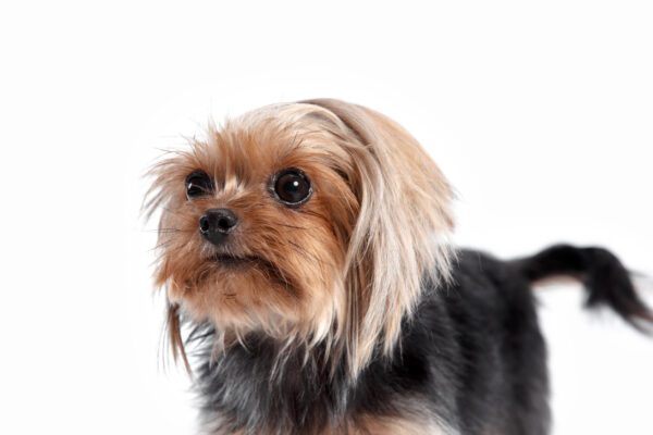 Shorkie With A White Background