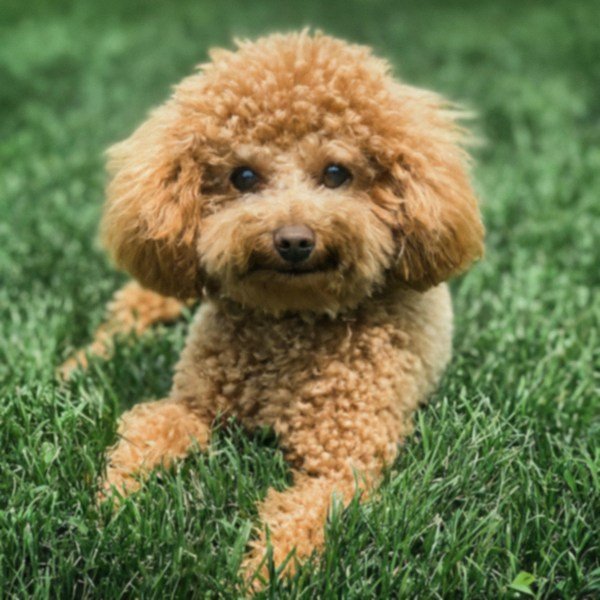 teacup poodle in Akron, Ohio