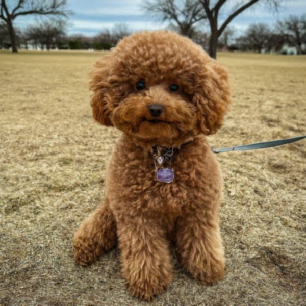 teacup poodle in Amarillo, Texas