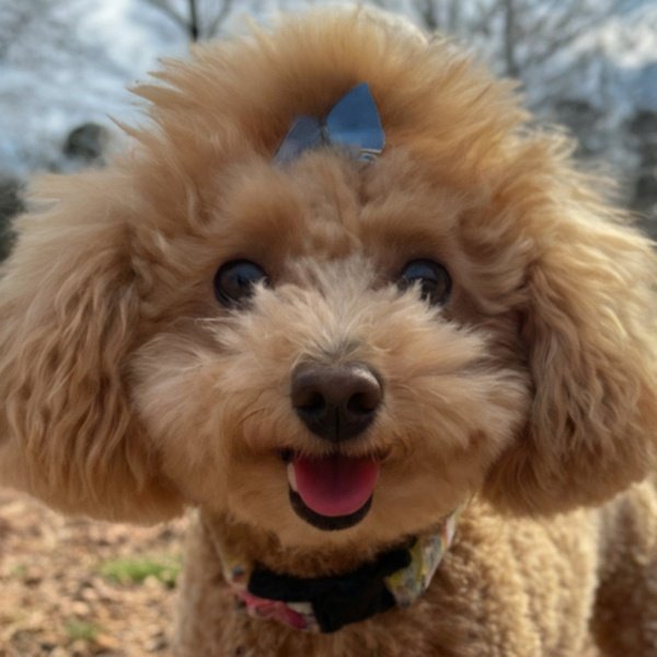 teacup poodle in Atlanta, Georgia