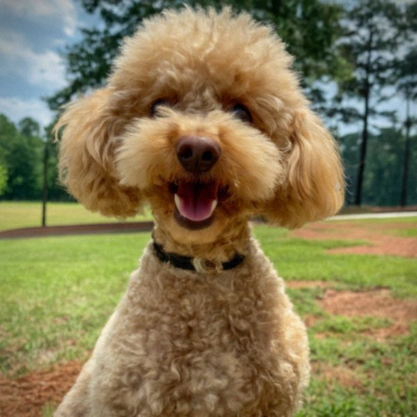 teacup poodle in Augusta, Georgia