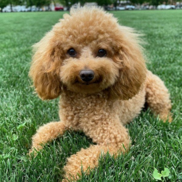 teacup poodle in Aurora, Illinois