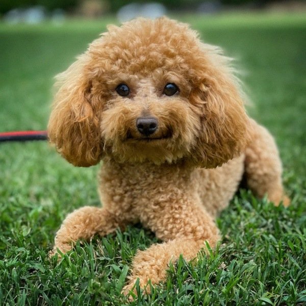 teacup poodle in Austin, Texas