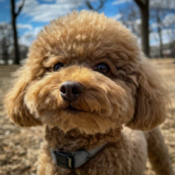 teacup poodle in Buffalo, New York