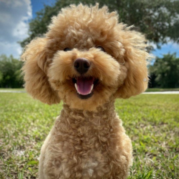teacup poodle in Cape Coral, Florida