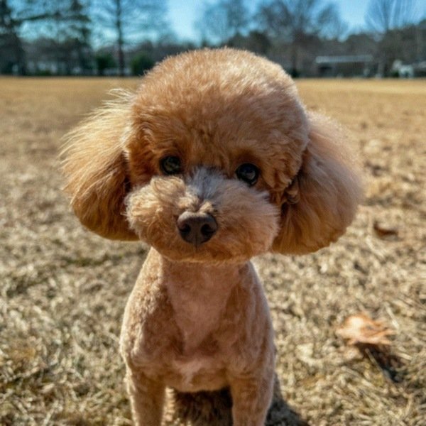 teacup poodle in Charlotte, North Carolina