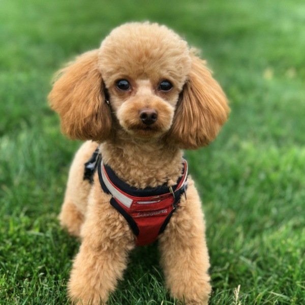 teacup poodle in Cincinnati, Ohio