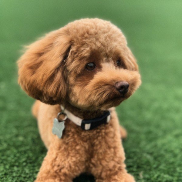 teacup poodle in Corona, California