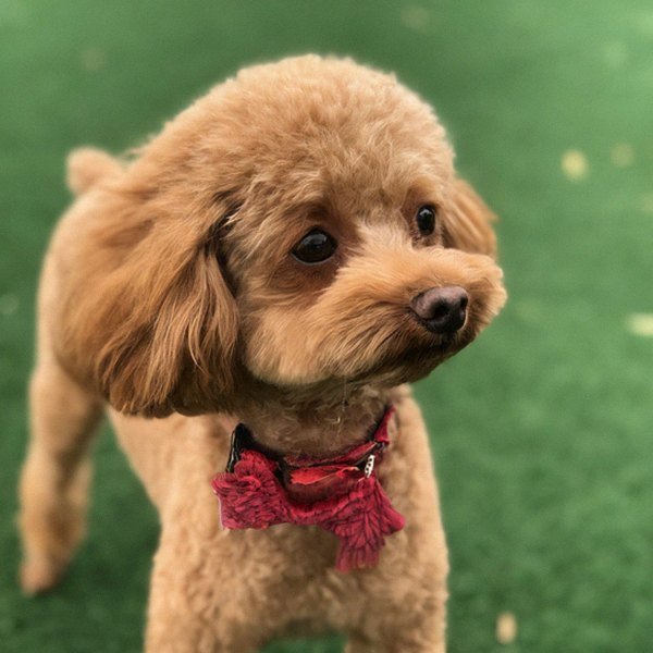 teacup poodle in Dallas, Texas